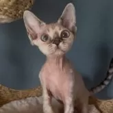 デボンレックス【北海道・女の子・2025年1月2日・リンクスポイント】の写真4