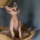 デボンレックス【北海道・女の子・2025年1月2日・リンクスポイント】の写真5