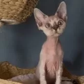 デボンレックス【北海道・女の子・2025年1月2日・リンクスポイント】の写真7