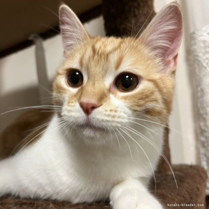 ぶんたろ 様のお迎えした子猫