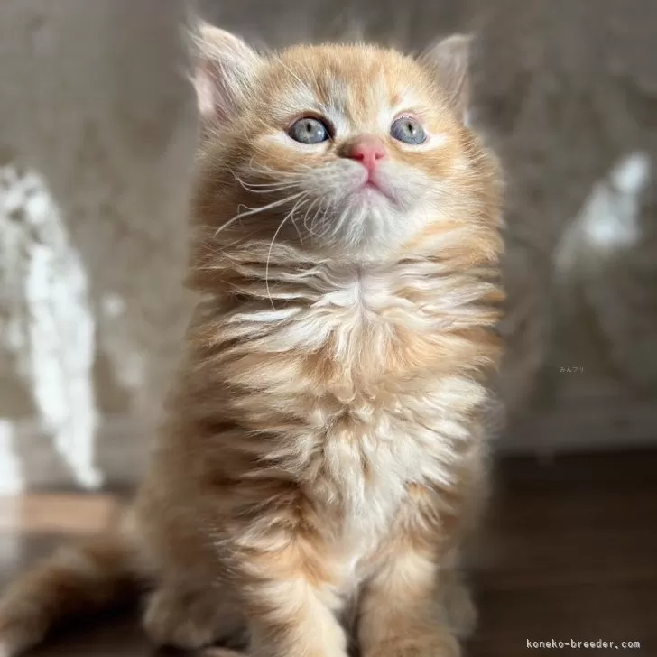 ID：2409-02232の子猫