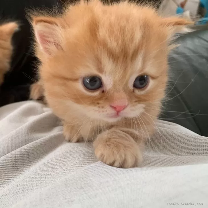 ID：2409-02231の子猫