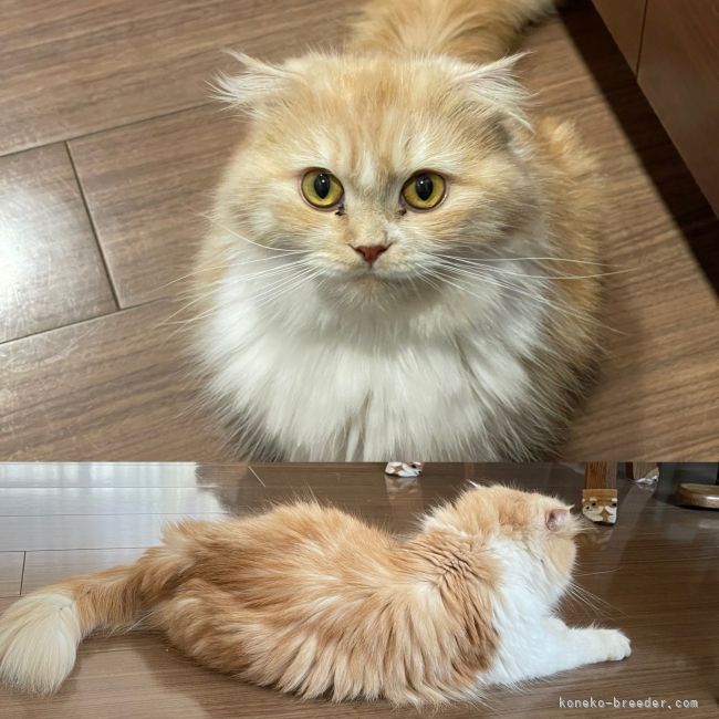 スコティッシュフォールド【・女の子・2020年2月25日・クリーム】