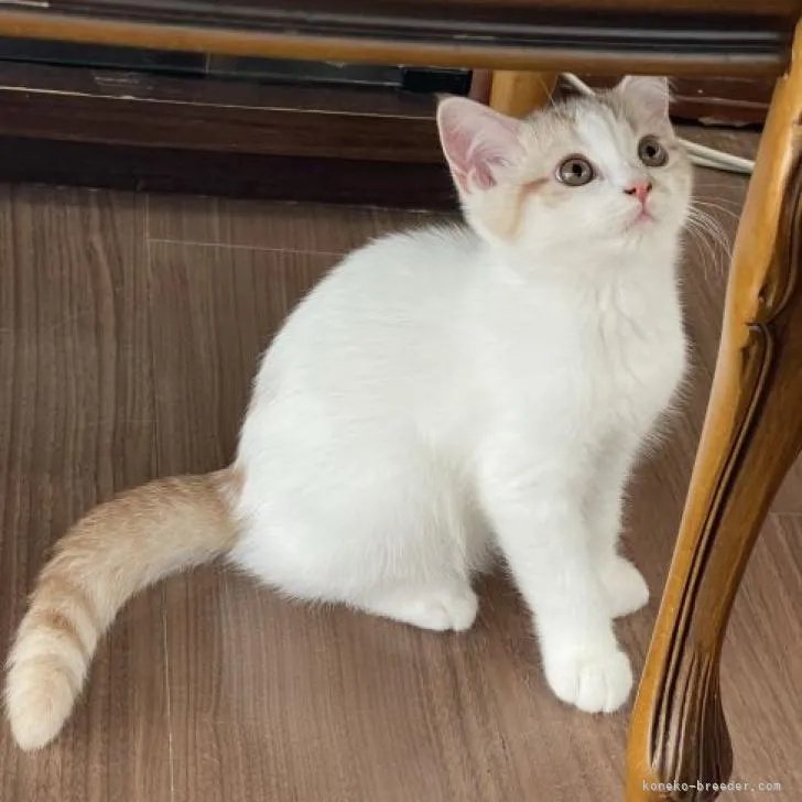 きょーこ 様のお迎えした子猫