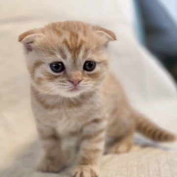 スコティッシュフォールド(折れ耳)【神奈川県・男の子・2025年9月2日・レッドマッカレルタビー】の写真「折れ耳の男の子です！」