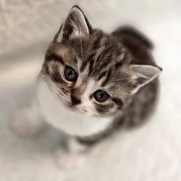 スコティッシュフォールド(立ち耳)【神奈川県・男の子・2025年9月2日・ブラウンマッカレルタビー】の写真「折れ耳の男の子です！」