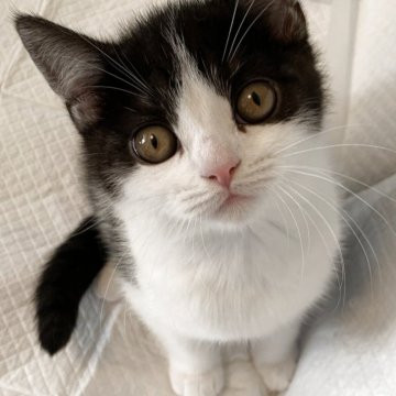 スコティッシュフォールド(立ち耳)【神奈川県・男の子・2025年9月2日・黒白ハチワレ ブラックスモークタビー&ホワイト】の写真「立ち耳のハチワレ男の子です！」