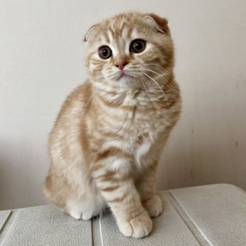 スコティッシュフォールド(折れ耳)【神奈川県・男の子・2025年9月2日・レッドマッカレルタビー】の写真「折れ耳の男の子です！」