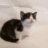 スコティッシュフォールド(立ち耳)【神奈川県・男の子・2025年9月2日・黒白ハチワレ ブラックスモークタビー&ホワイト】の写真6