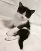 スコティッシュフォールド(立ち耳)【神奈川県・男の子・2025年9月2日・黒白ハチワレ ブラックスモークタビー&ホワイト】の写真8