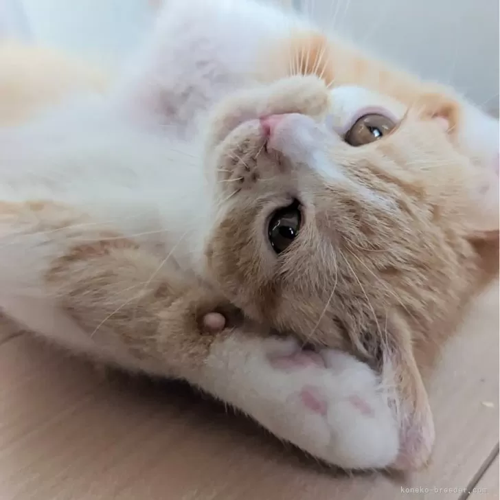 M.A 様のお迎えした子猫