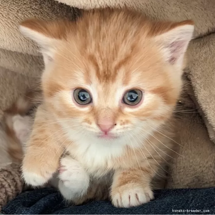 ID:2403-02119の子猫