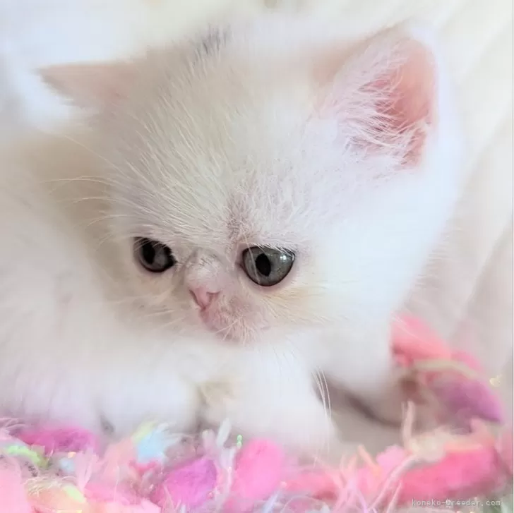 ID:2410-01930の子猫