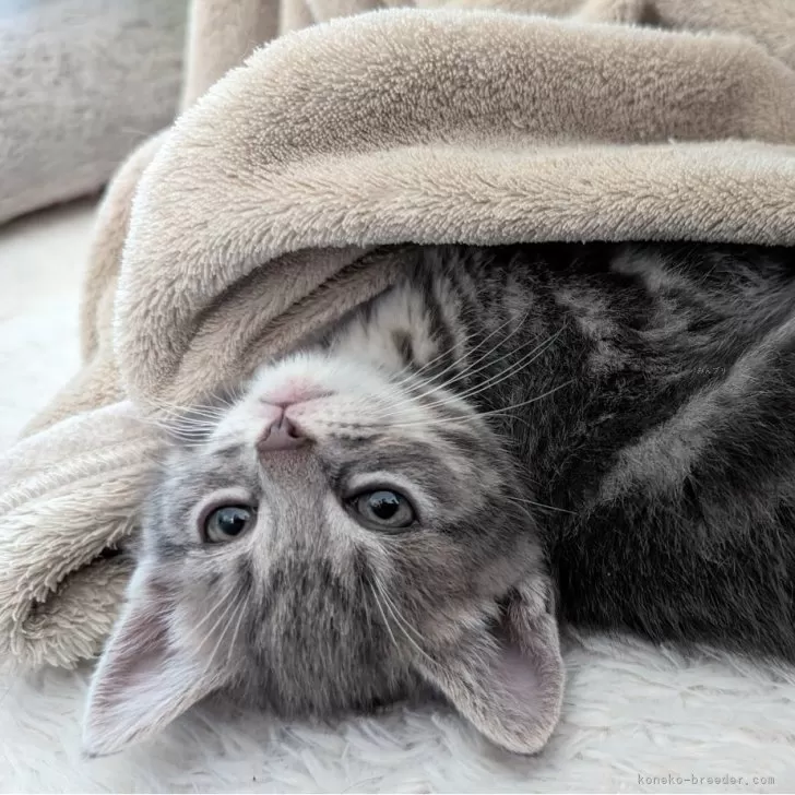 ID:2403-02123の子猫