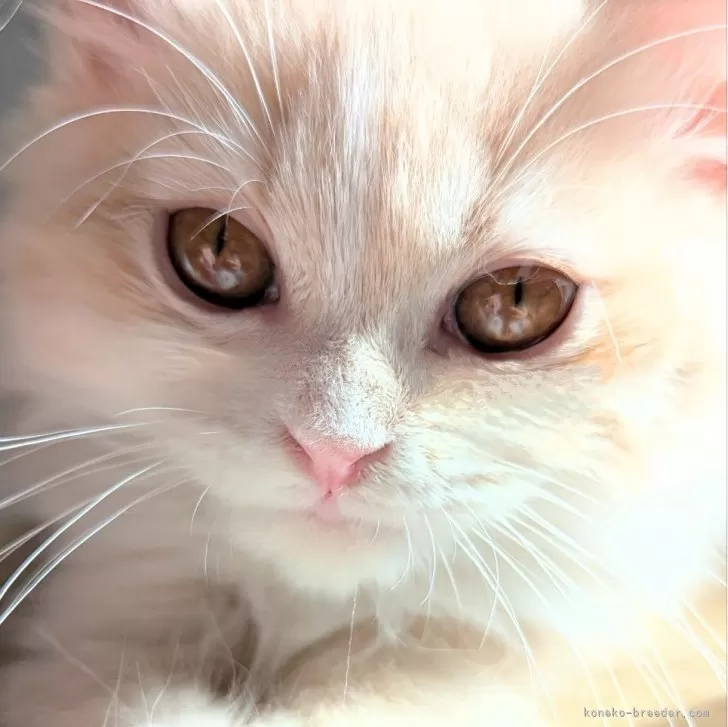ID:2409-00357の子猫