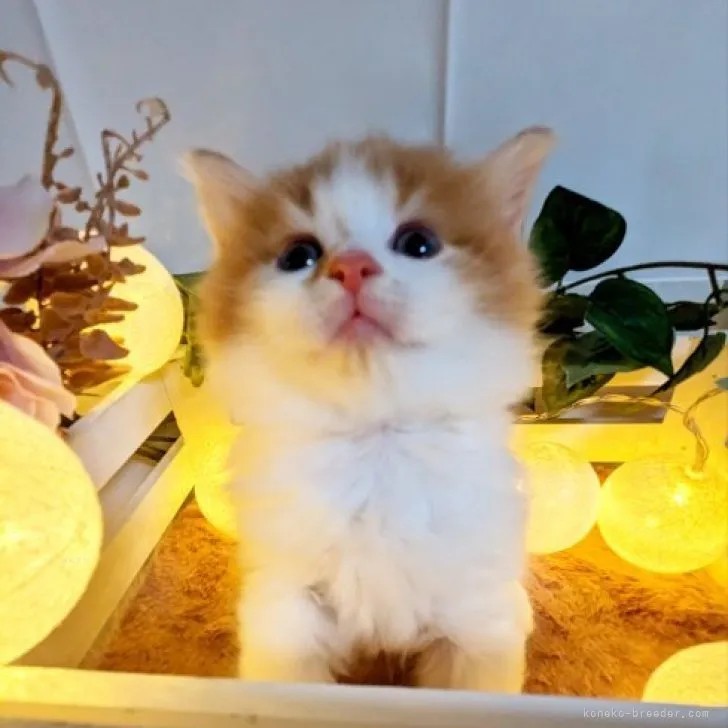 ID:2310-02060の子猫