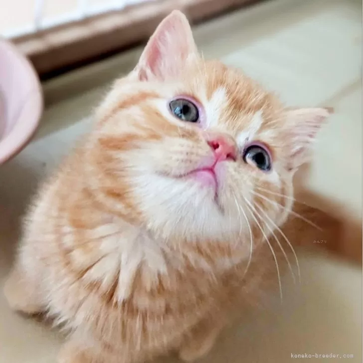 ID:2407-00978の子猫