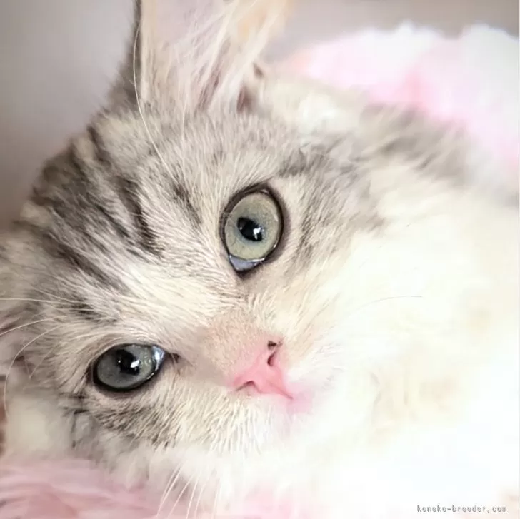 ID：2409-00346の子猫