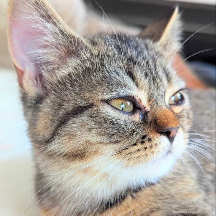 ID：2407-01672の子猫
