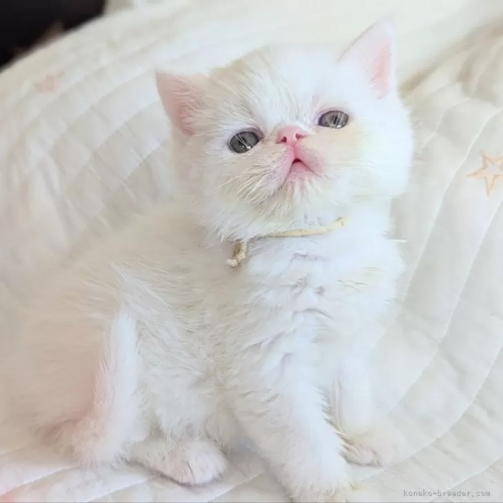 ID：2410-01660の子猫