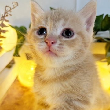 マンチカン(長足)【北海道・女の子・2023年8月11日・クリームタビー】の写真「お目々くりりん♡甘えん坊のお姫様♡」
