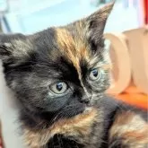 ミヌエット(長足)【北海道・女の子・2024年4月24日・トーティシェル】の写真1「顔の真ん中で色が分かれてる♪芸術的柄♡」