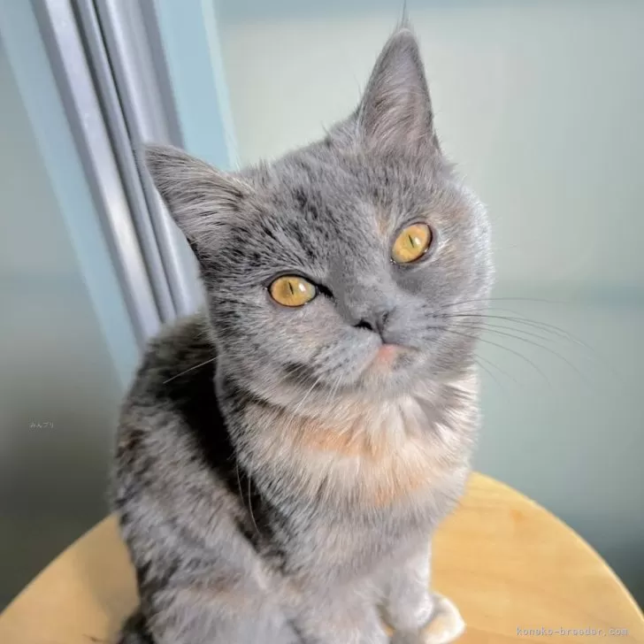 ID：2502-02010の子猫