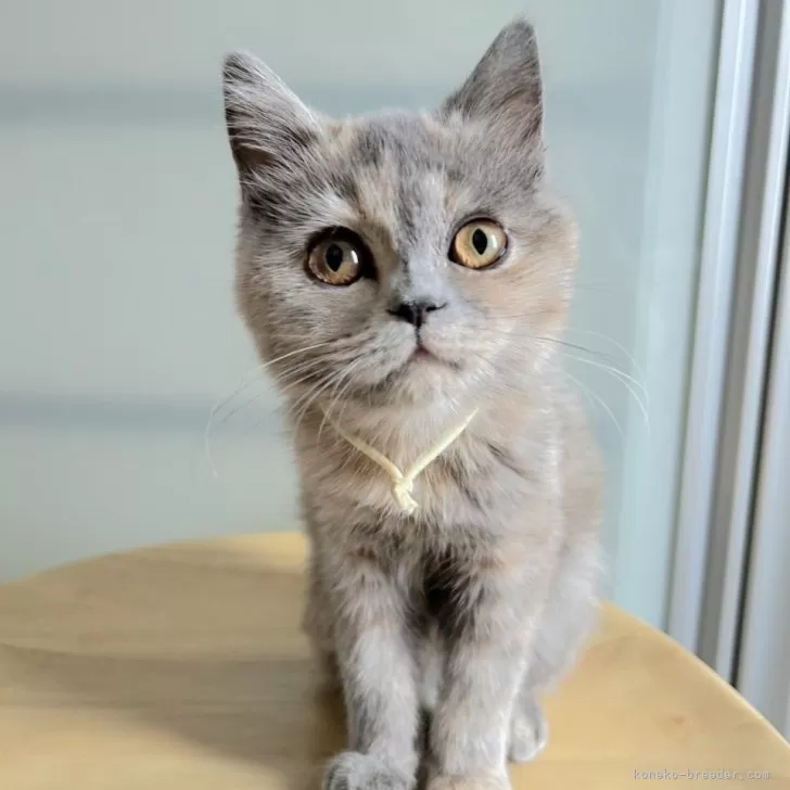 ID：2412-02225の子猫