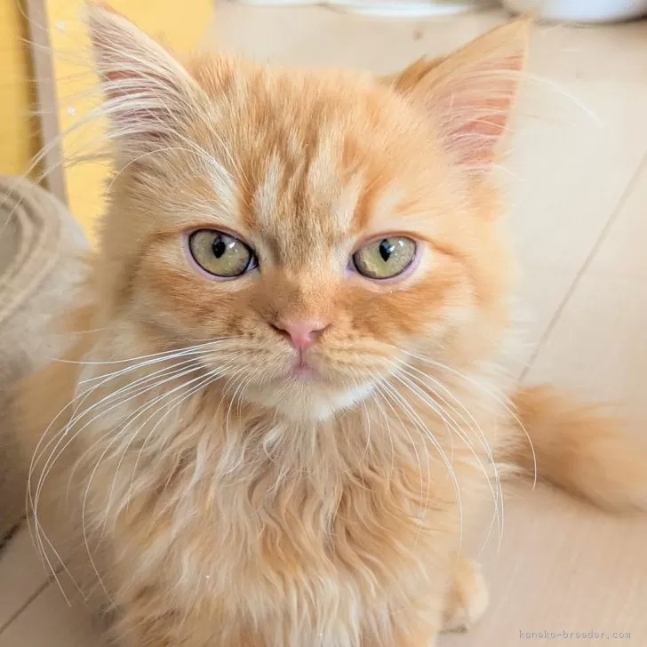 ID:2411-02014の子猫