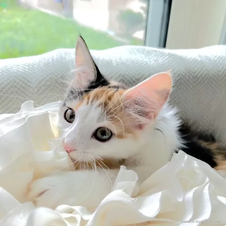 ID：2506-01636の子猫