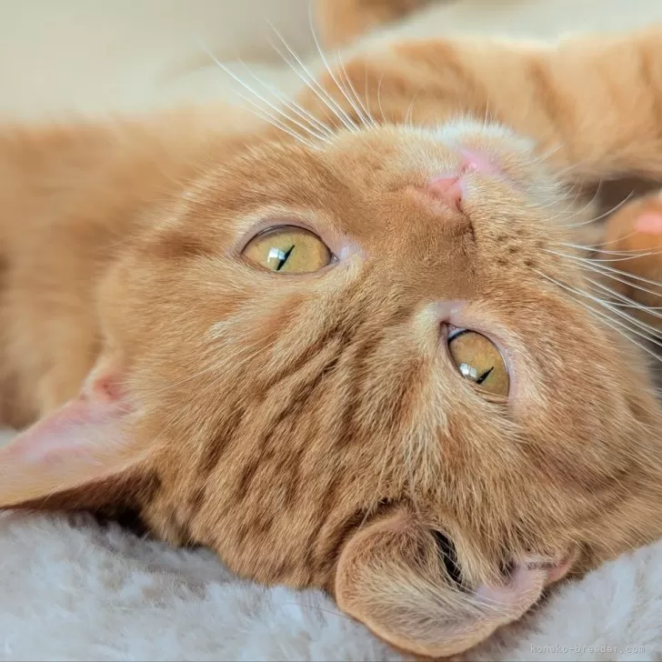 ID：2407-01674の子猫