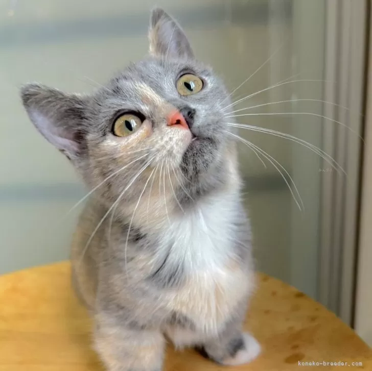 ID:2505-02069の子猫