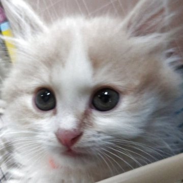 マンチカン(短足)【北海道・男の子・2025年3月2日・クリームタビー&ホワイト（ふわふわ、さらさら）】の写真「元気いっぱい甘えん坊の短足くん♡」