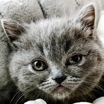 エキゾチックショートヘア【北海道・男の子・2025年10月13日・ブルー（ふわふわのベビーコート）】の写真「子グマみたいにムチムチコロコロした甘えん坊くん♡」