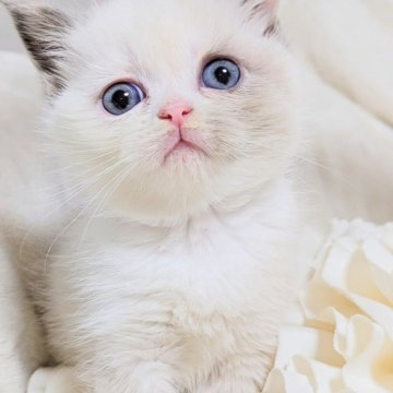 ミヌエット(長足)【北海道・女の子・2025年10月2日・ブルーポイント又はブルークリーム&ホワイト（ふわふわサラサラストレートの短）】の写真「ふわふわモコモコムチムチの女の子。」