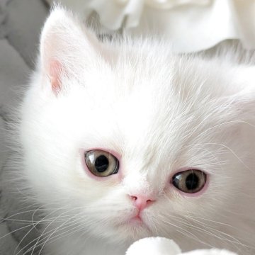 エキゾチックショートヘア【北海道・女の子・2025年10月13日・ホワイト（ふわふわのベビーコート）】の写真「真っ白な雪のような綺麗な毛です♡」