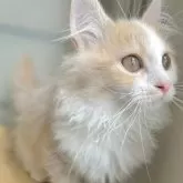 マンチカン(短足)