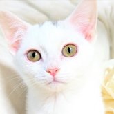 デボンレックスの母親です♡足は短いです◎