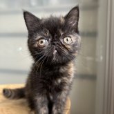 エキゾチックショートヘア