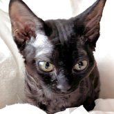 デボンレックス