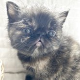 エキゾチックショートヘア