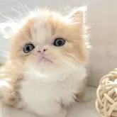 ミヌエット(短足)