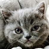 エキゾチックショートヘア