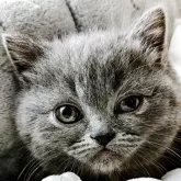 エキゾチックショートヘア