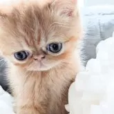 エキゾチックショートヘア