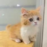 ミヌエット(短足)