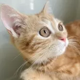 マンチカン(長足)