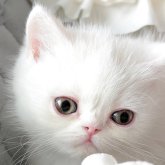 エキゾチックショートヘア