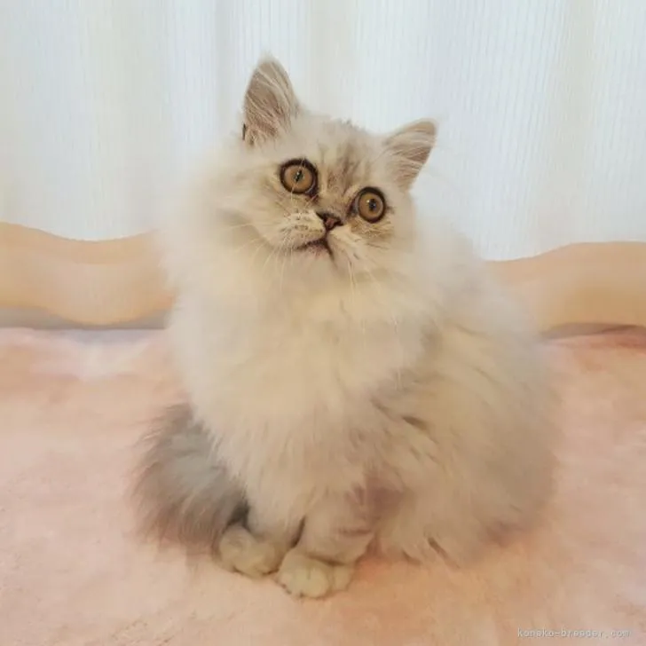 ID:2208-00877の子猫