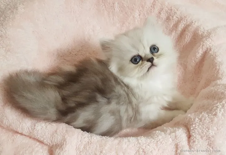 ID：2108-02315の子猫